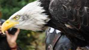 Predátorský vták z rodiny sokolíny