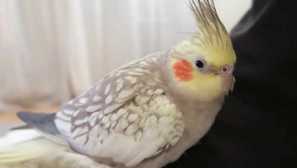 Papagáj sa ukázal ako nočný zlodej