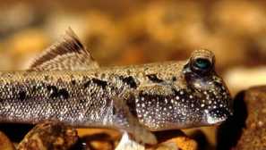 Určitý jumper: popis, starostlivosť a obsah v akváriu, foto