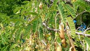 Indický pin alebo indický tamarind