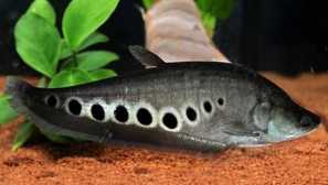 Indický nôž hital ornah alebo jemný nôž: popis fotografie .