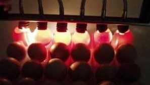 Inkubácia kuracích vajíčok doma