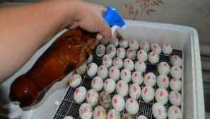 Inkubácia kačacích vajec doma