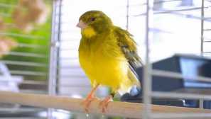 História o hudbe, vtáka a láske