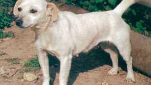 História pôvodu psov plemena alopecks