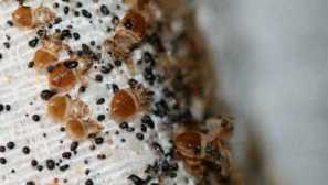 Preskúmajte plán boja, ako priniesť chyby z matraca