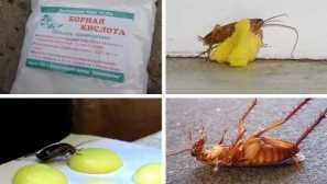 Esenciálne oleje z ploštice v byte