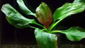 Echinodorus od seba: obsah a reprodukcia.