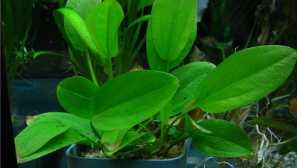 Echinodorus asherson: popis, obsah, reprodukcia.