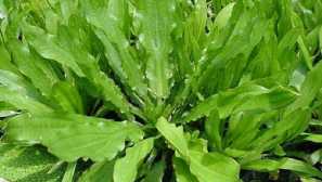 Echinodorus marty: popis, obsah.