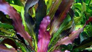 Echinodorus rubin popis, obsah, šľachtenie, fotografia, video.