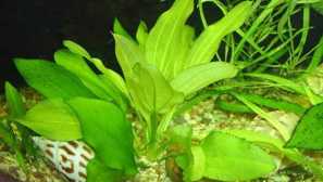 Ekhinodorus sellovian: popis, reprodukcia, obsah, fotografia, video.