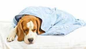 Enteris u psov: príznaky a liečba