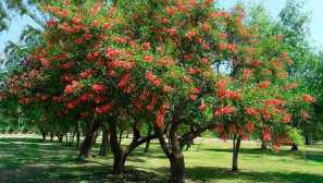 Erytrun Coral Tree Svet zvierat a rastlín