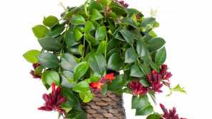 Zdržanie: Starostlivosť a kultivácia doma