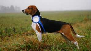 Estónsky a ruský pegaya hound: rozdiely