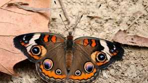 Junonia coyenia