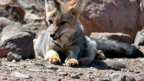 Juhoamerická líška