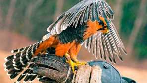 South assican falcon alebo apprado