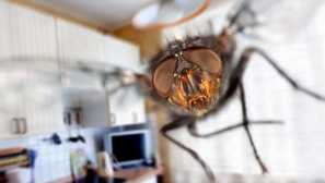 Aká je interpretácia komárovej spánku v závislosti od veľkosti hmyzu, ich čísla a snívajúcich udalostí