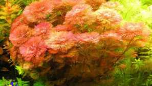 Kabomba voda kabomb carolinskaya kabesba reddan