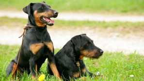 Ako psi navzájom komunikujú