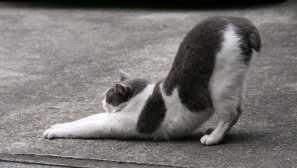 Ako sa mačky natiahnu