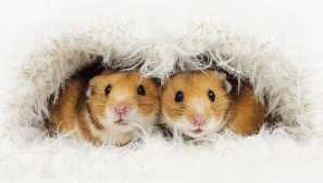 Ako sa sýrski škrečky šíria doma