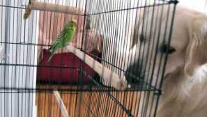 Ako psa splácal papagáj zachránil ju