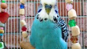 Ako vlnitý papagáj spí