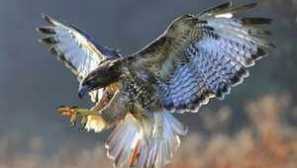 Ako to vyzerá a ako je vták kŕmený