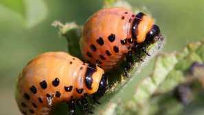 Ako vyzerajú larvy colorado beetle, ako sa vysporiadať s škodcami