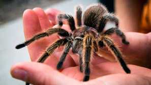 Ako vyzerá pavúk tarantula