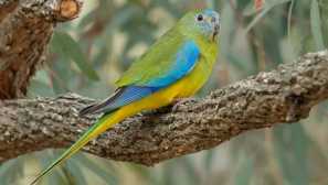 Ako žiť a aké bylinné papagáje vyzerajú