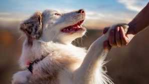 Aké plemeno psov vám vyhovuje znameniu zverokruhu