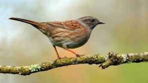 Čo hmyz sa živí mraky