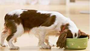 Čo je kŕmne pre psa lepšie: suché alebo prírodné