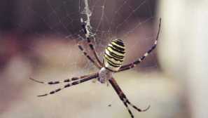 Čo pavúk podobne na osi