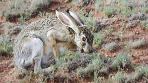 Kalifornia alebo black-pot hare