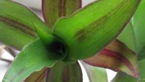 Callia sines (zlaté usa)