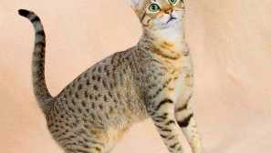 Kanasani alebo canaan cat