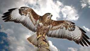 Cornuk obyčajný alebo sarych