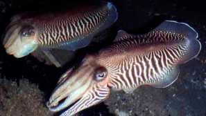 Obyčajný cracatín alebo droga kalacatia