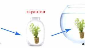 Karanténa akváriových rýb - popis