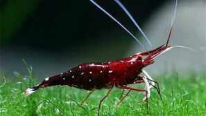 Kartinálne krevety: obsah, reprodukcia, popis, foto