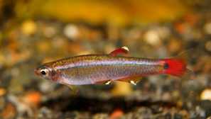 Kardinálne ryby: obsah, šľachtenie, popis, kompatibilita, fotografia, video.