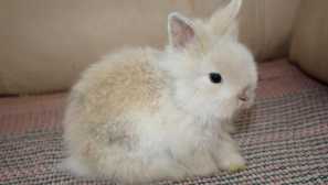 Trpaslík králik: plemená, starostlivosť a obsah, než sa líši od dekorácie, ako sa pomenovať, životnosť