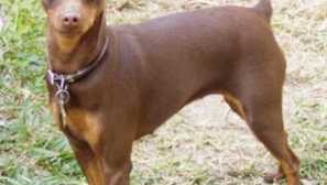 Dwarf pincher: foto, popis plemena, cena