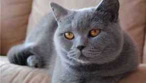 Cartesian Cat, alebo Cat Chartresan: Všetko o plemene