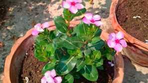 Carantmus je ružový